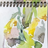 Daffodils-March-2020