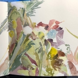 Flowers-Queen-Annes-Lace-Nub-8-22-20