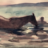 Horse-cooling-off-Sylvester-Cove