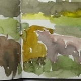 Scottish-Highland-cattle-6-2-16-5.5-x-16-.50