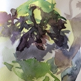 Seaweed-2-2020