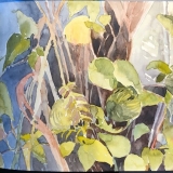 flowers-Clemetis-Dixie-Wilder-8-20-20