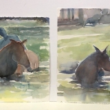 horses-at-Sylvester-Cpve-sept-2020