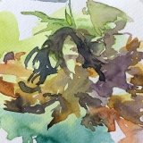 seaweed-March-2020