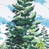 Blue-SpruceGSHI